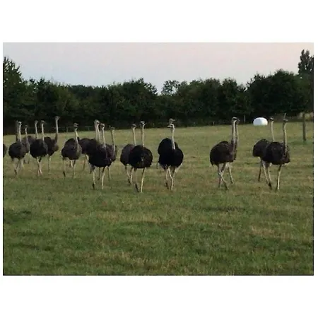 Nyaraló One-bedroom Hohenfelde